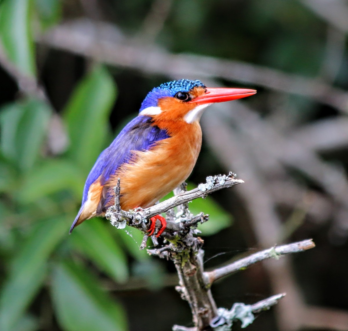 Malachite Kingfisher - ML639400942