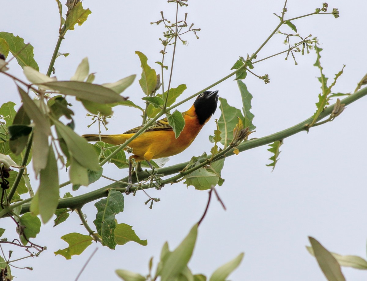 Lesser Masked-Weaver - ML639400949