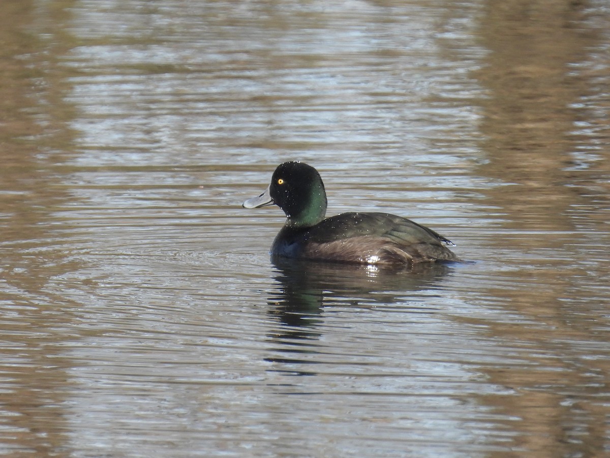 New Zealand Scaup - ML639400951