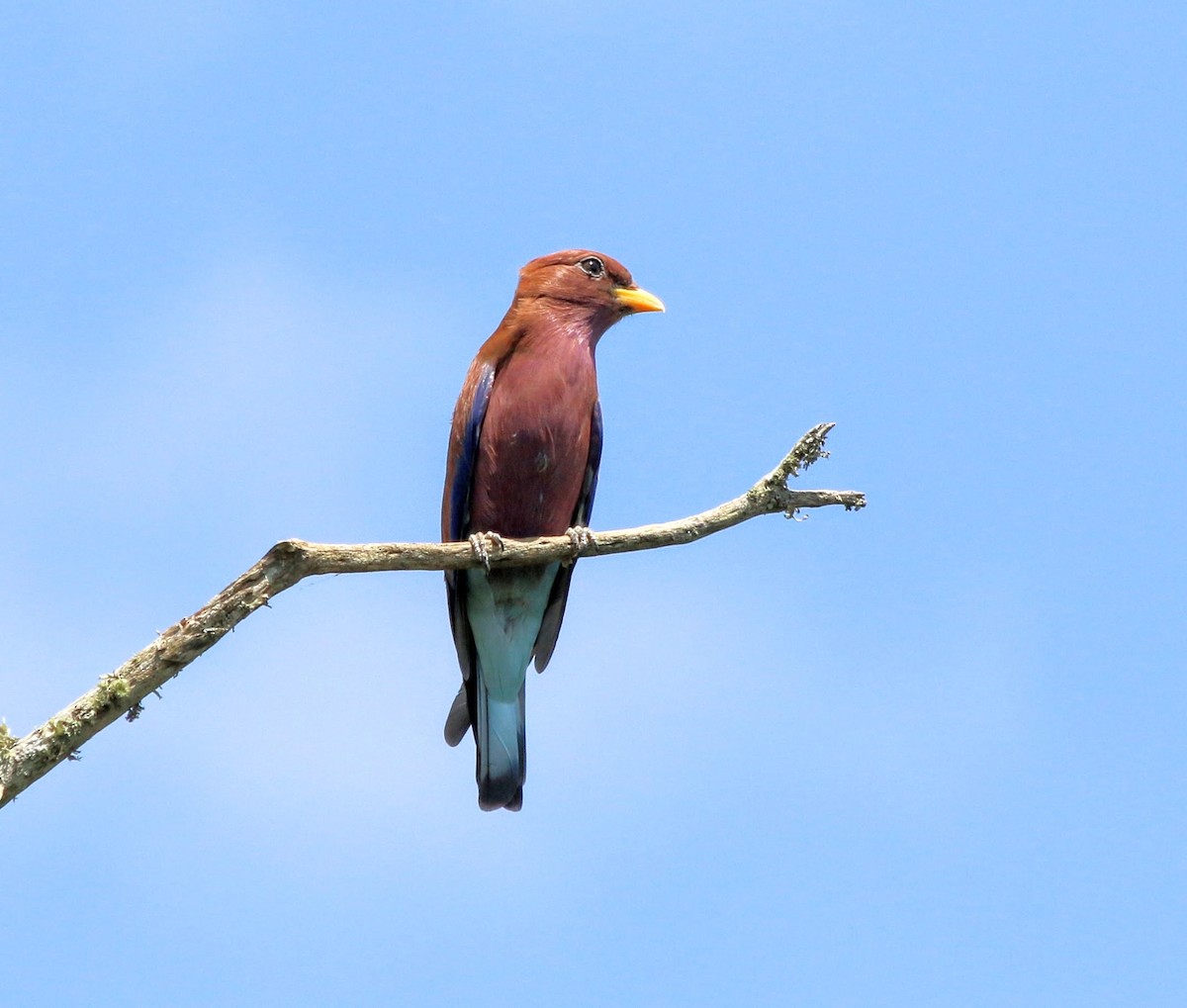 Broad-billed Roller - ML639400952