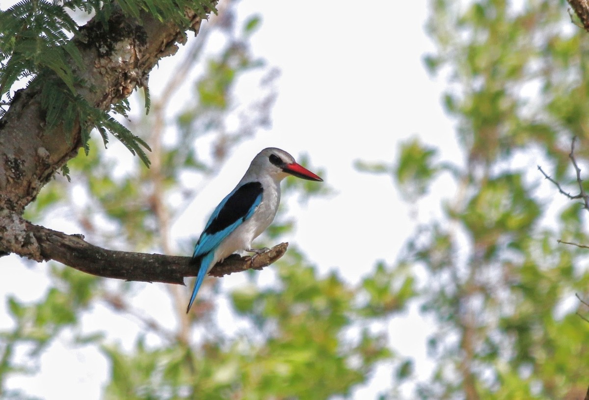 Woodland Kingfisher - ML639400955