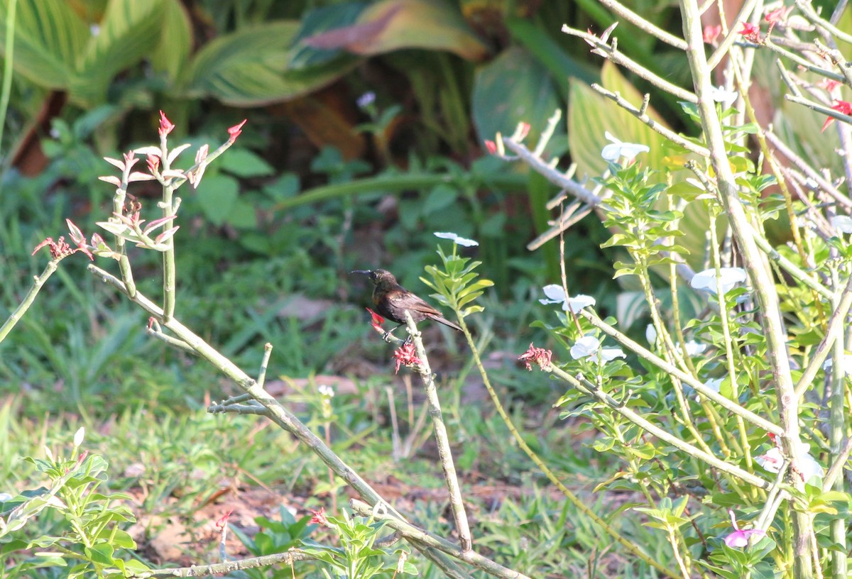 Copper Sunbird - ML639400958