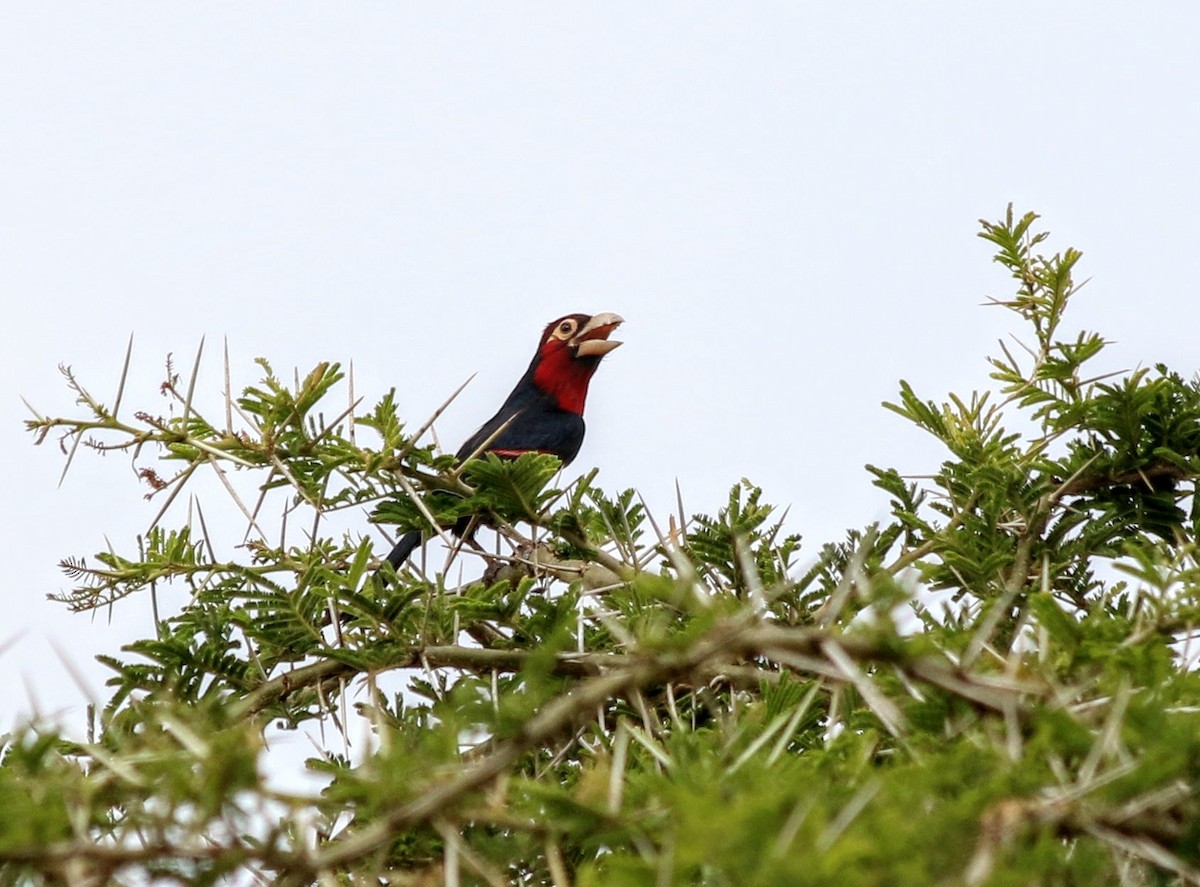 Double-toothed Barbet - ML639400965