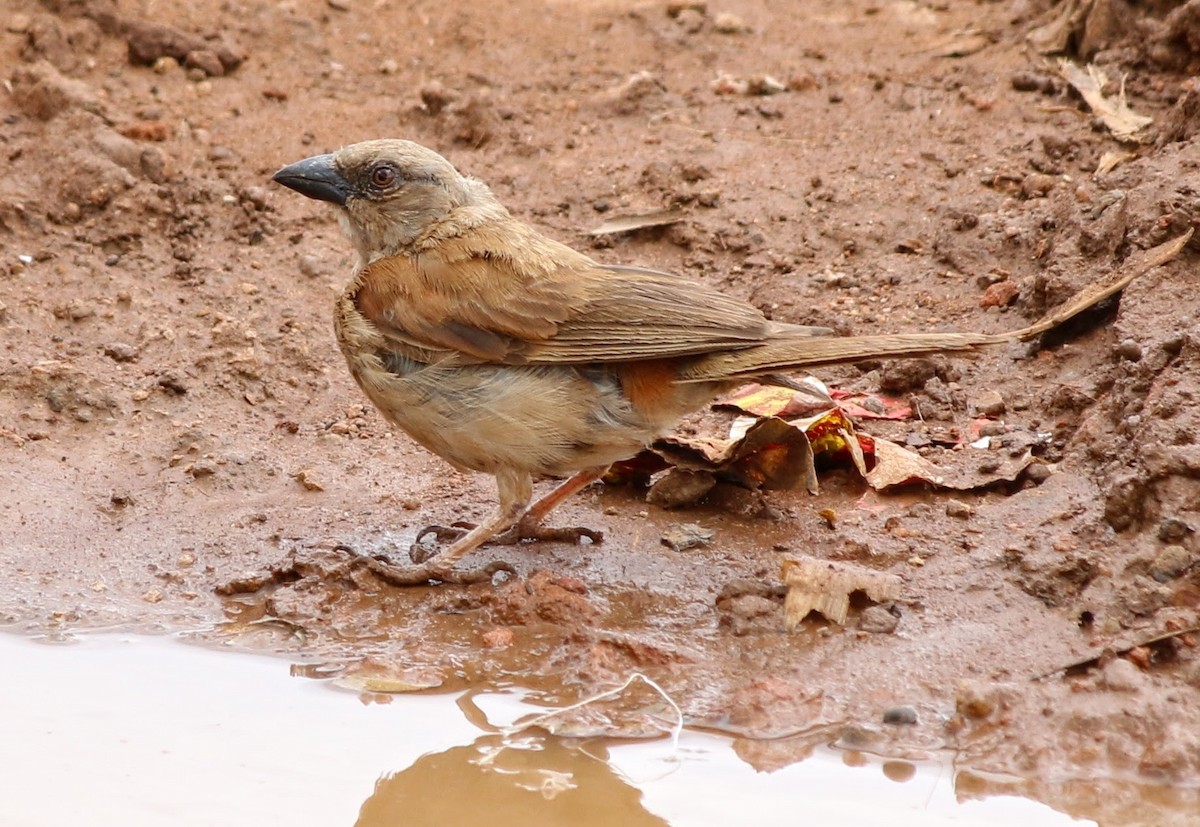 Northern Gray-headed Sparrow - ML639400967