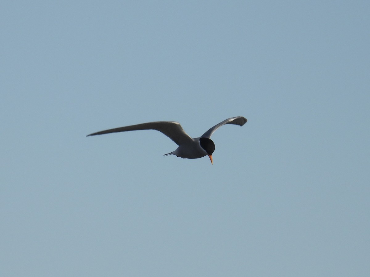 Black-fronted Tern - ML639400968