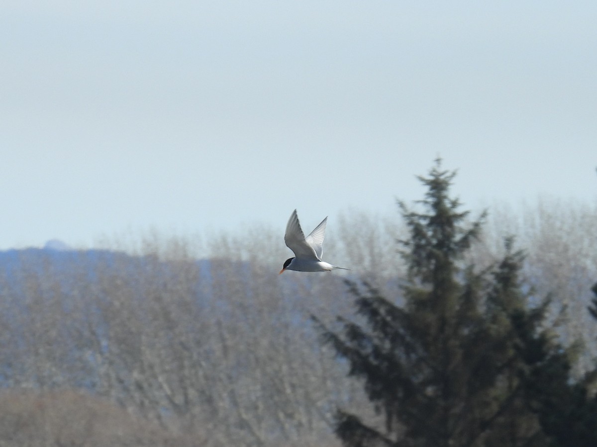 Black-fronted Tern - ML639400969
