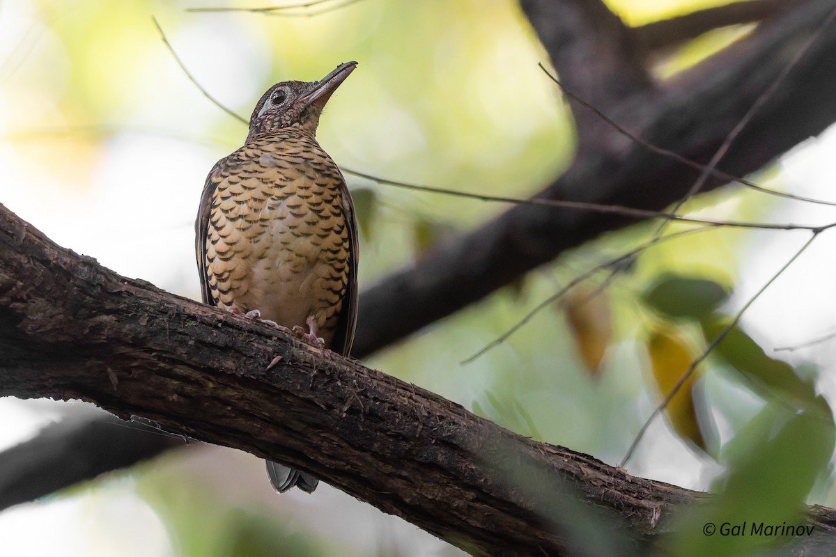 Sri Lanka Thrush - ML639401054