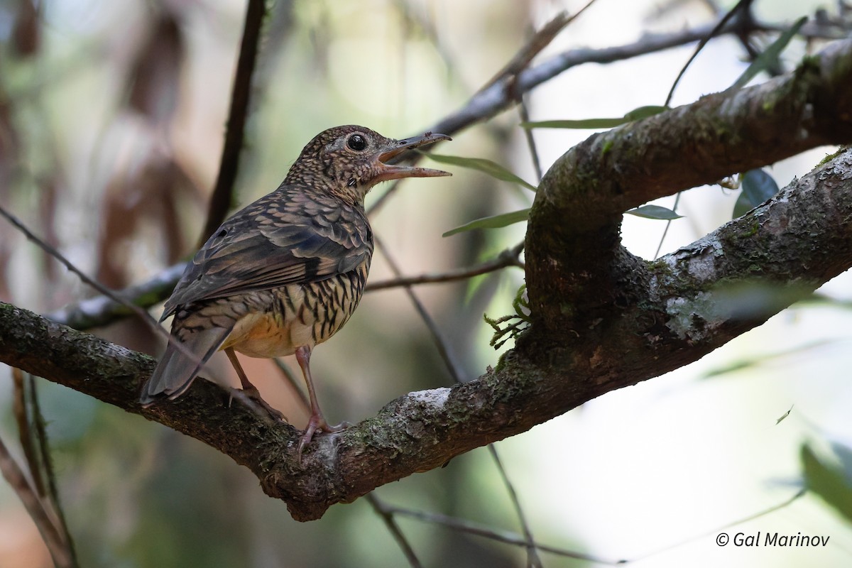 Sri Lanka Thrush - ML639401055