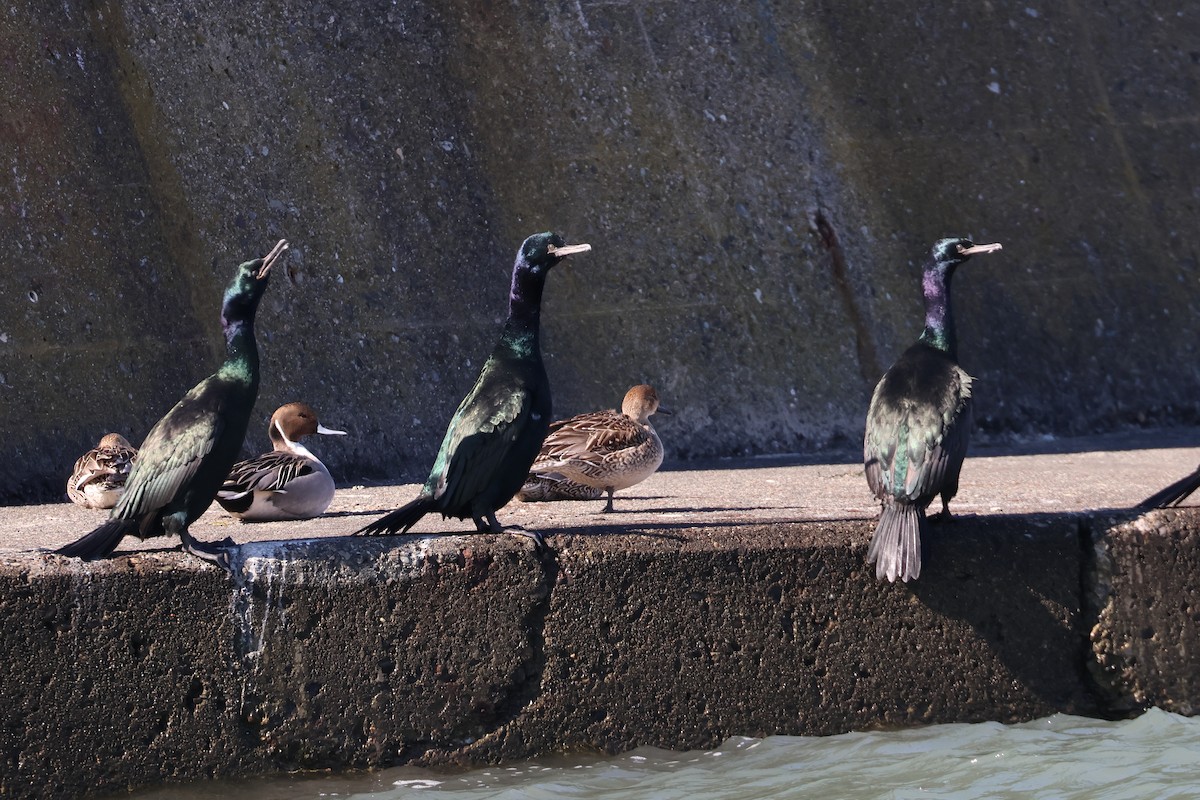 Pelagic Cormorant - ML639401082