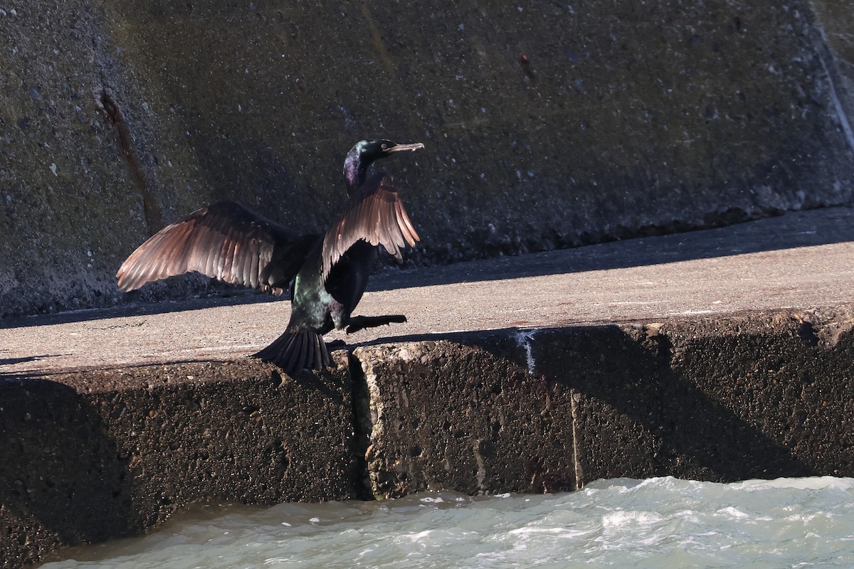 Pelagic Cormorant - ML639401083