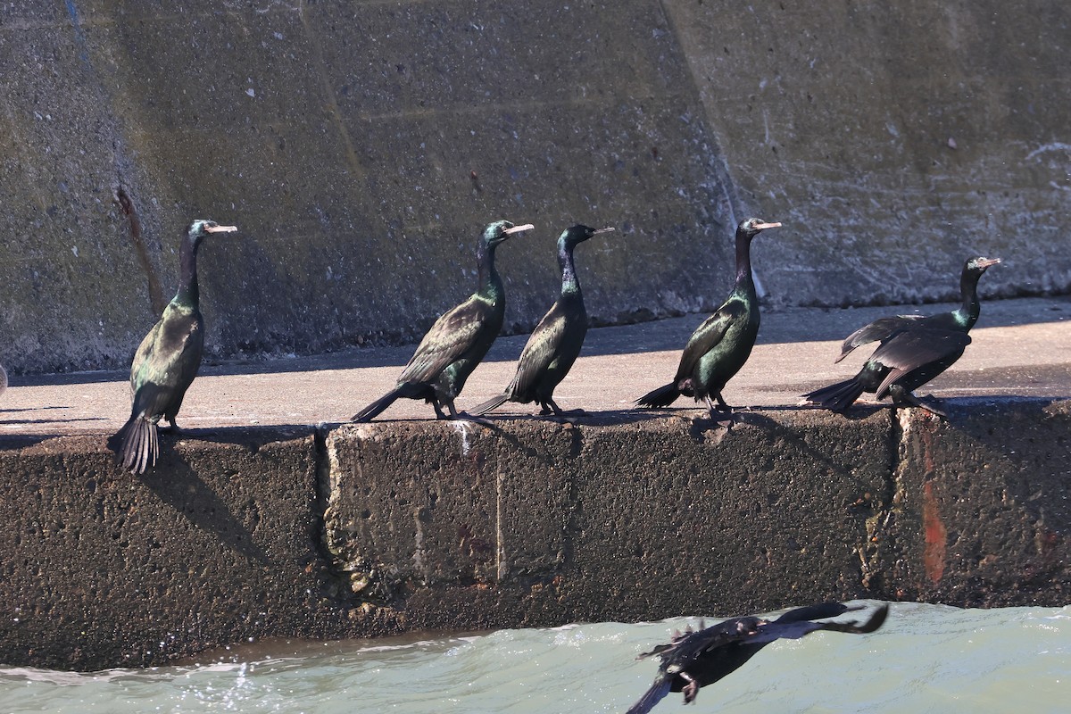 Pelagic Cormorant - ML639401084