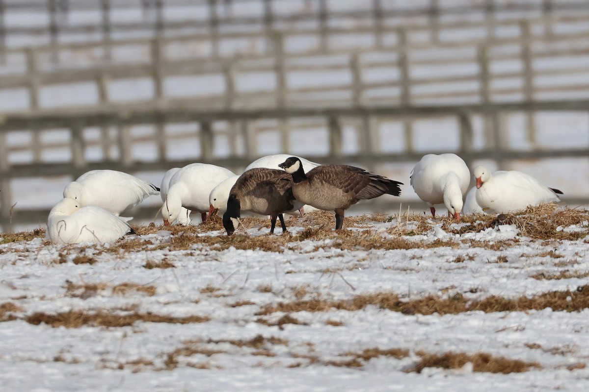 Cackling Goose (minima) - ML639401113
