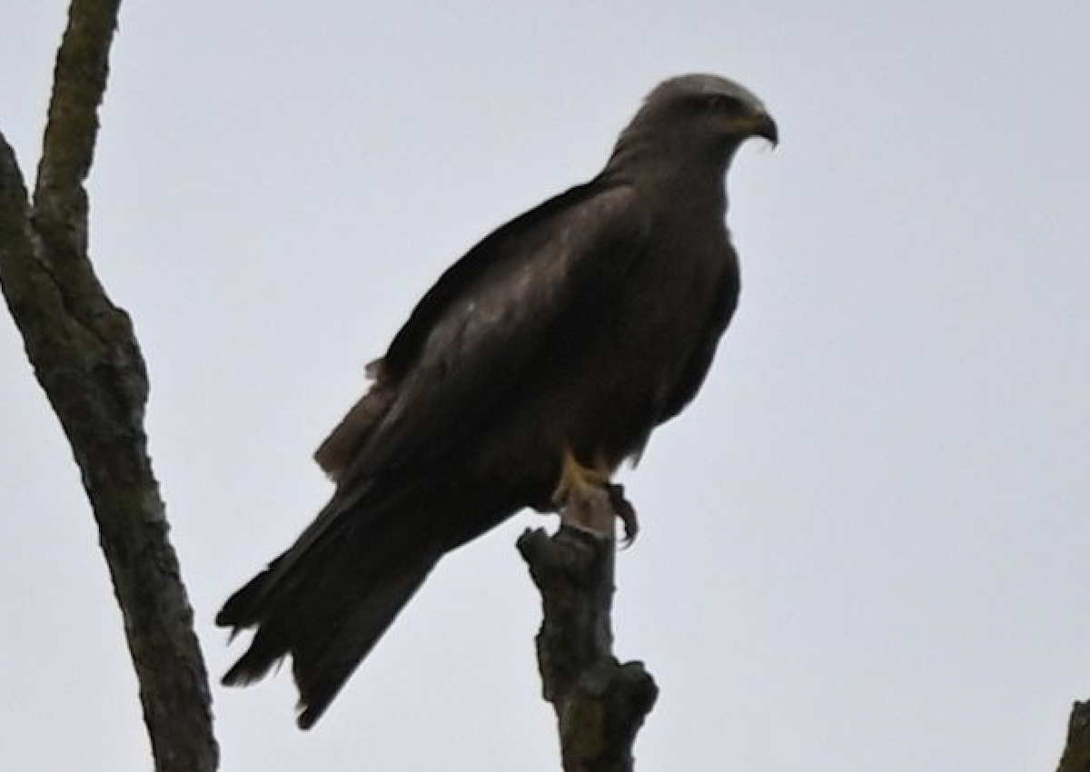 luňák hnědý - ML639401119