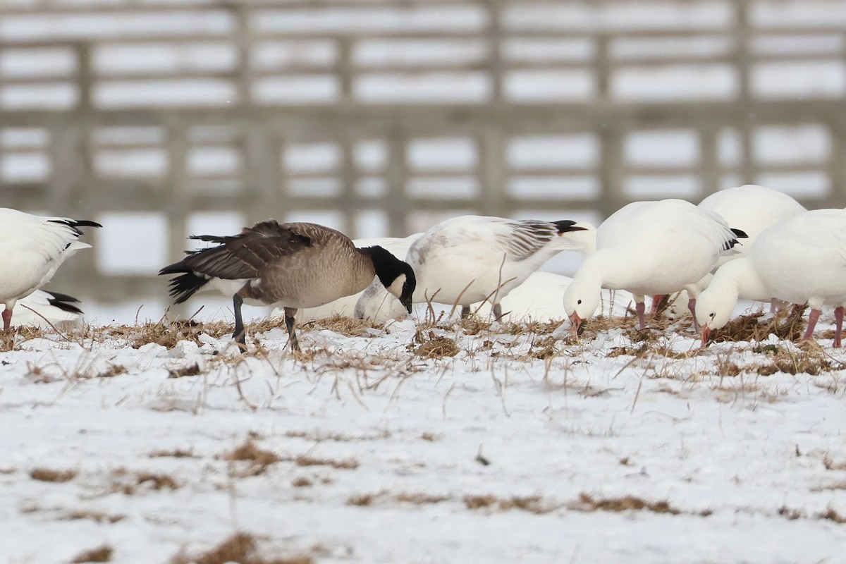 Cackling Goose (minima) - ML639401126