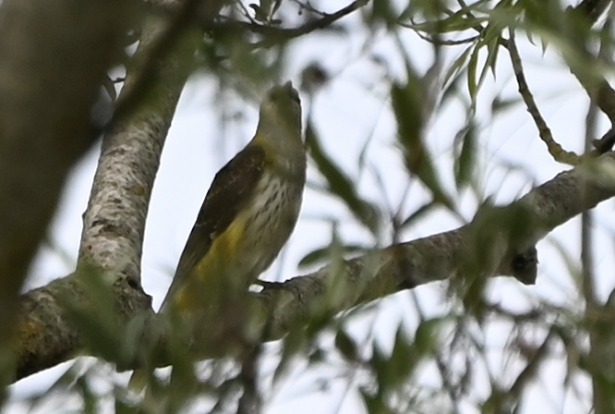 žluva hajní - ML639401128