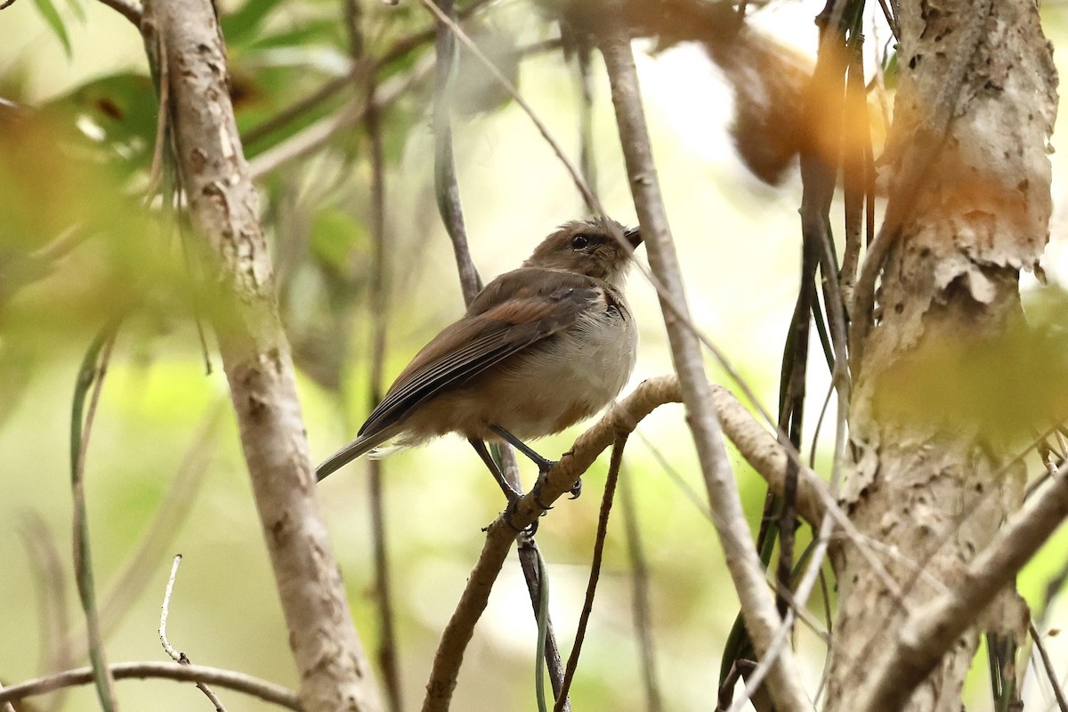 Arafura Shrikethrush - ML639401149
