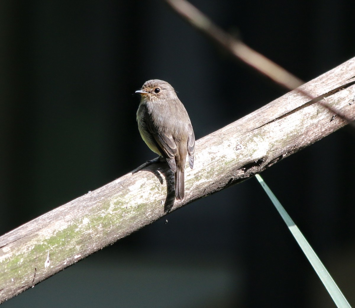 African Dusky Flycatcher - ML639401164
