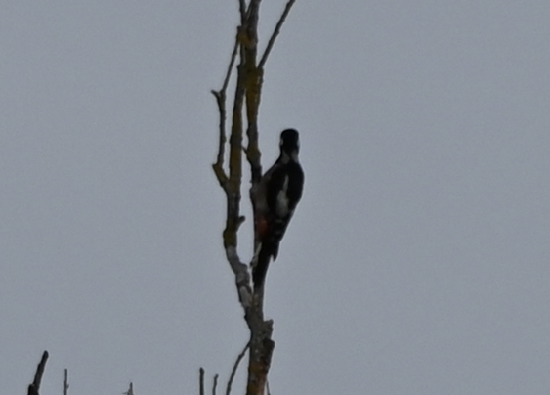 strakapoud velký - ML639401177