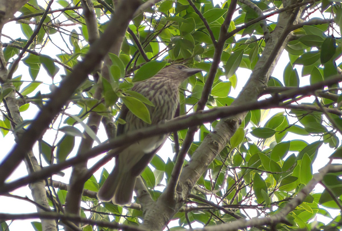 Australasian Figbird - ML639401182