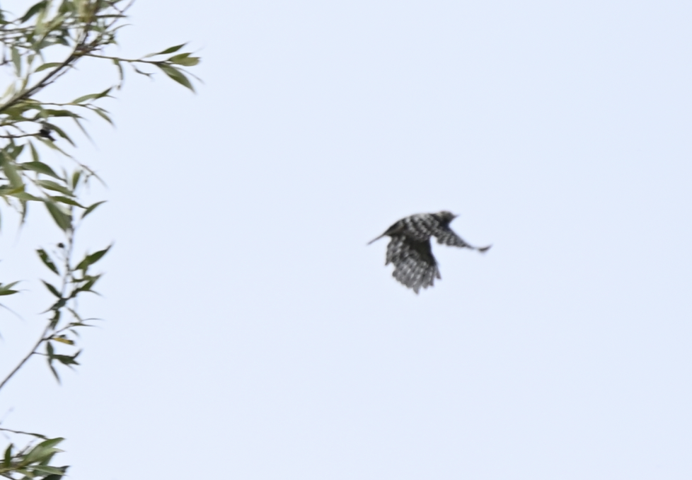 strakapoud malý - ML639401183