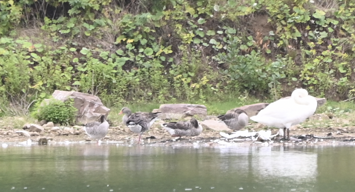 husa velká - ML639401209