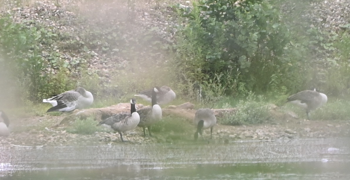 berneška velká - ML639401212