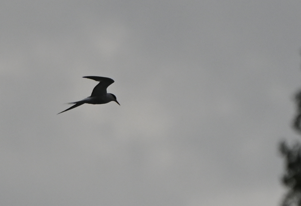 rybák obecný - ML639401215