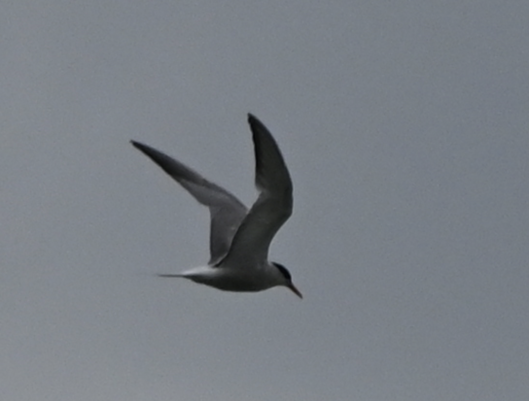 rybák obecný - ML639401219