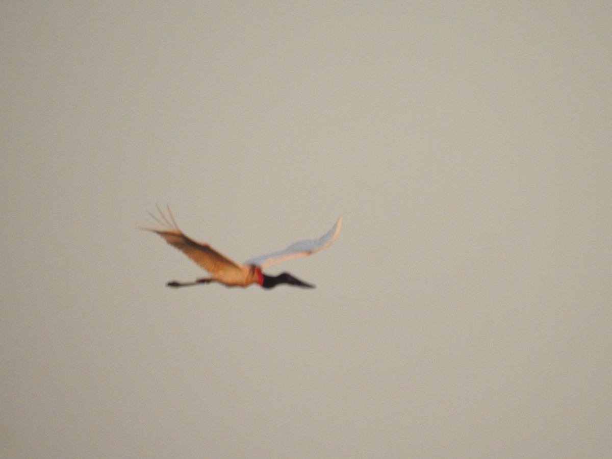 Jabiru - ML639401233