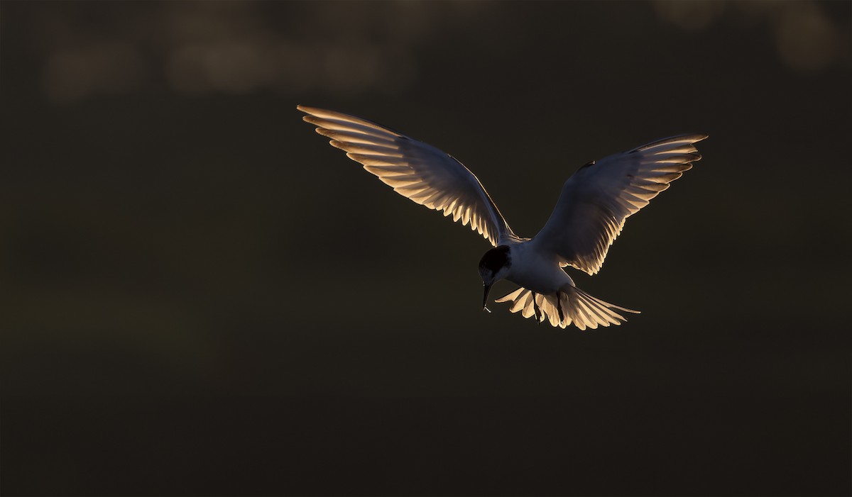 Common Tern - ML639401248