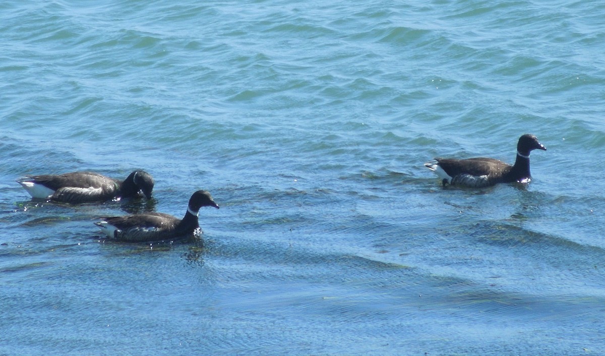 Brant - ML639401280