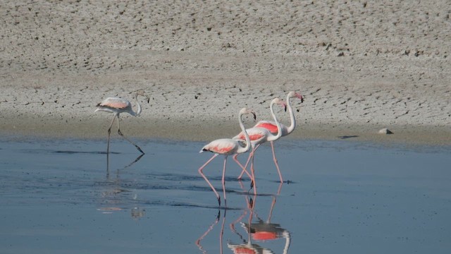 ヨーロッパフラミンゴ - ML639401282