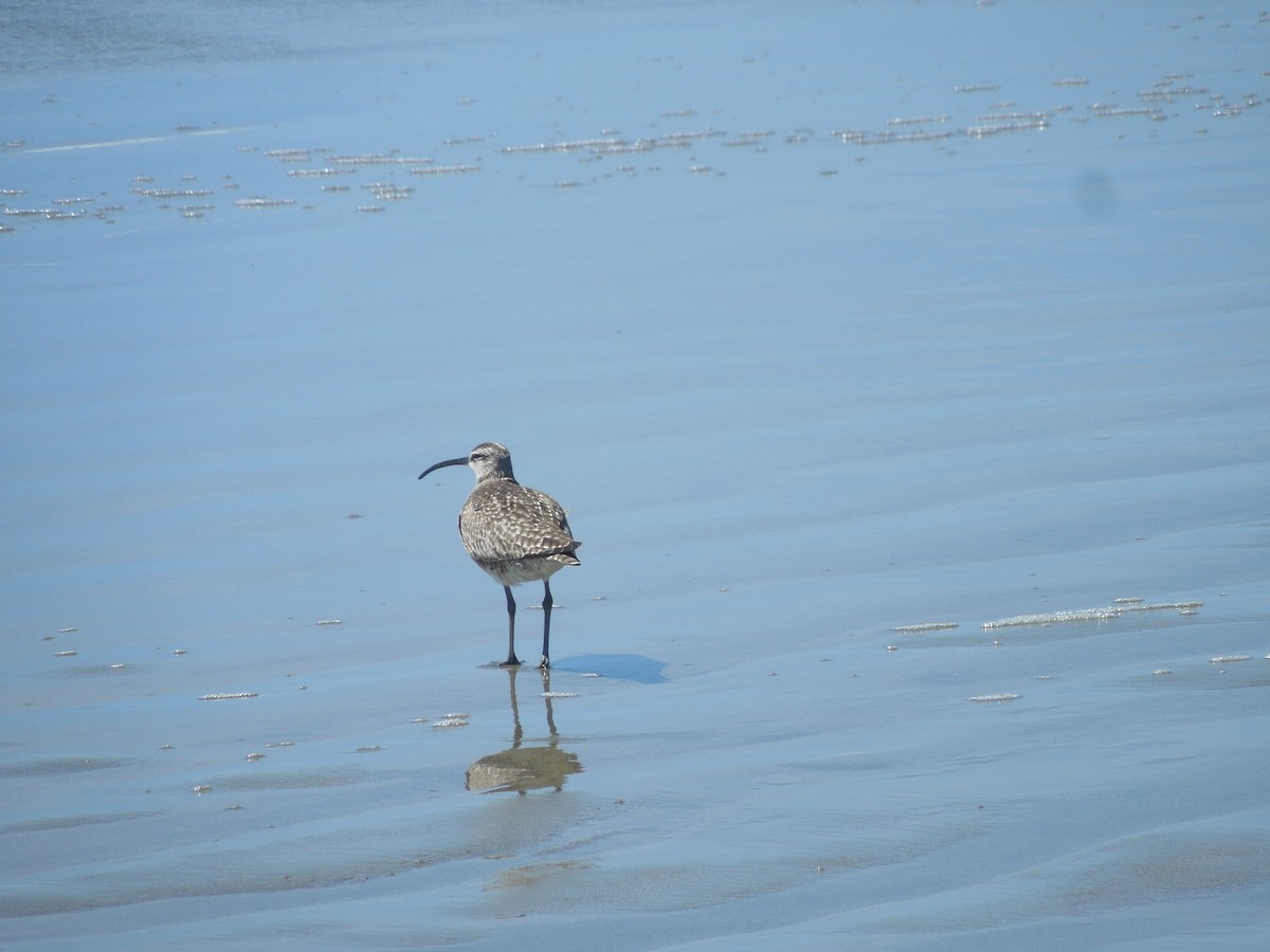Whimbrel - ML639401284