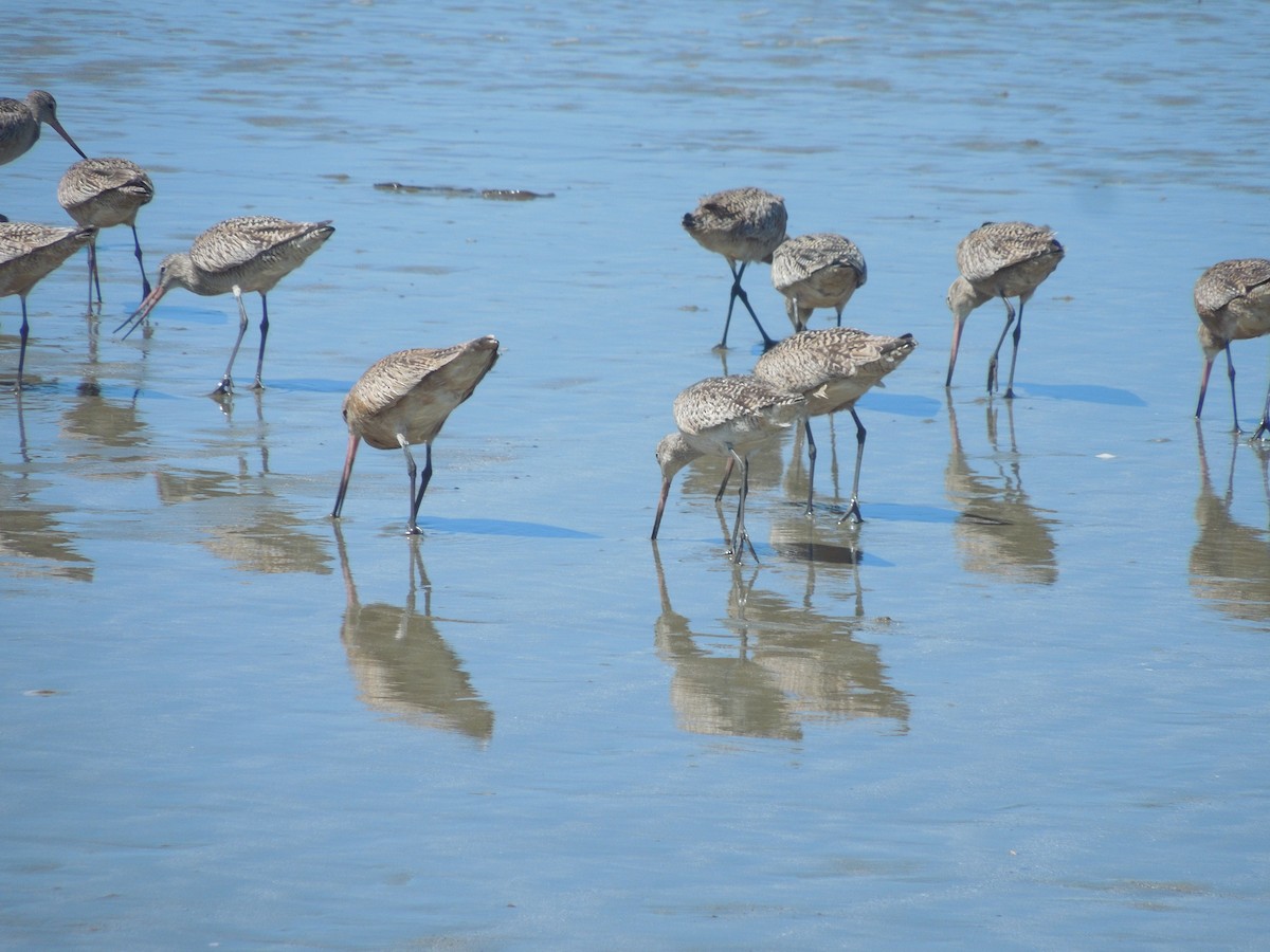 Marbled Godwit - ML639401306