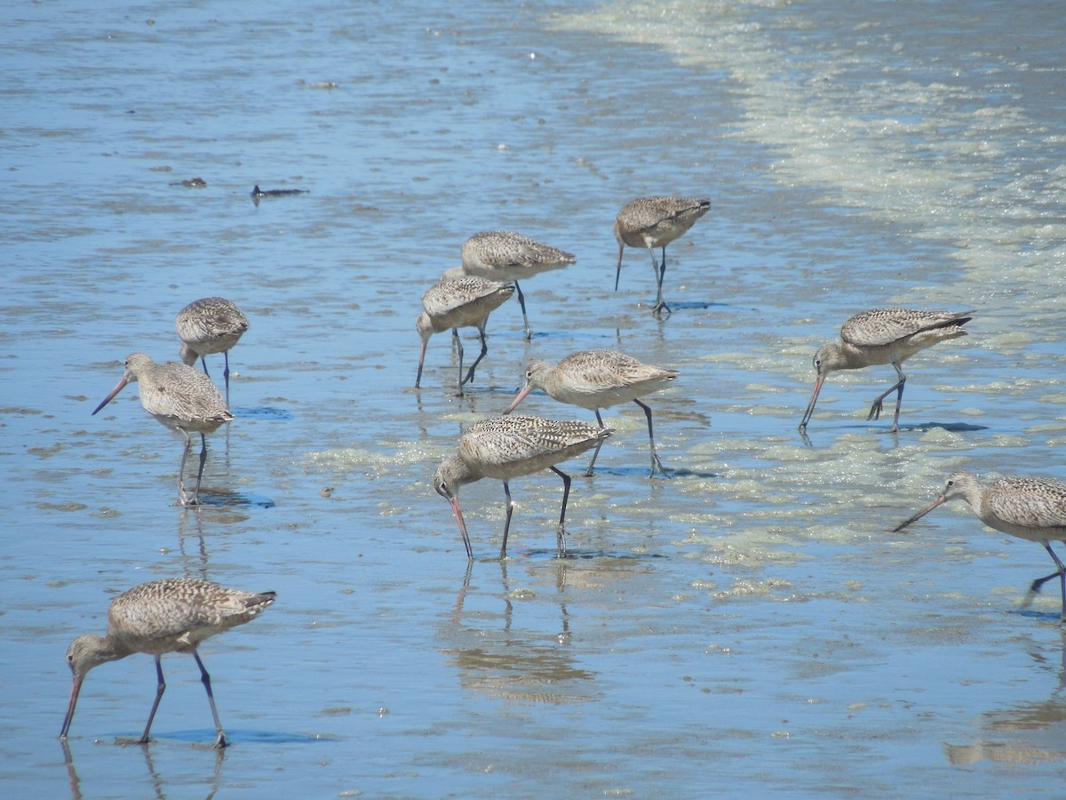 Marbled Godwit - ML639401307