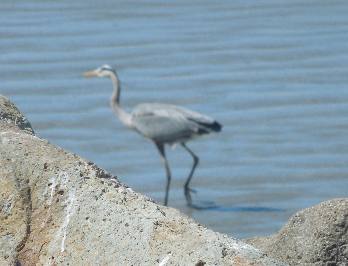 Great Blue Heron - ML639401315