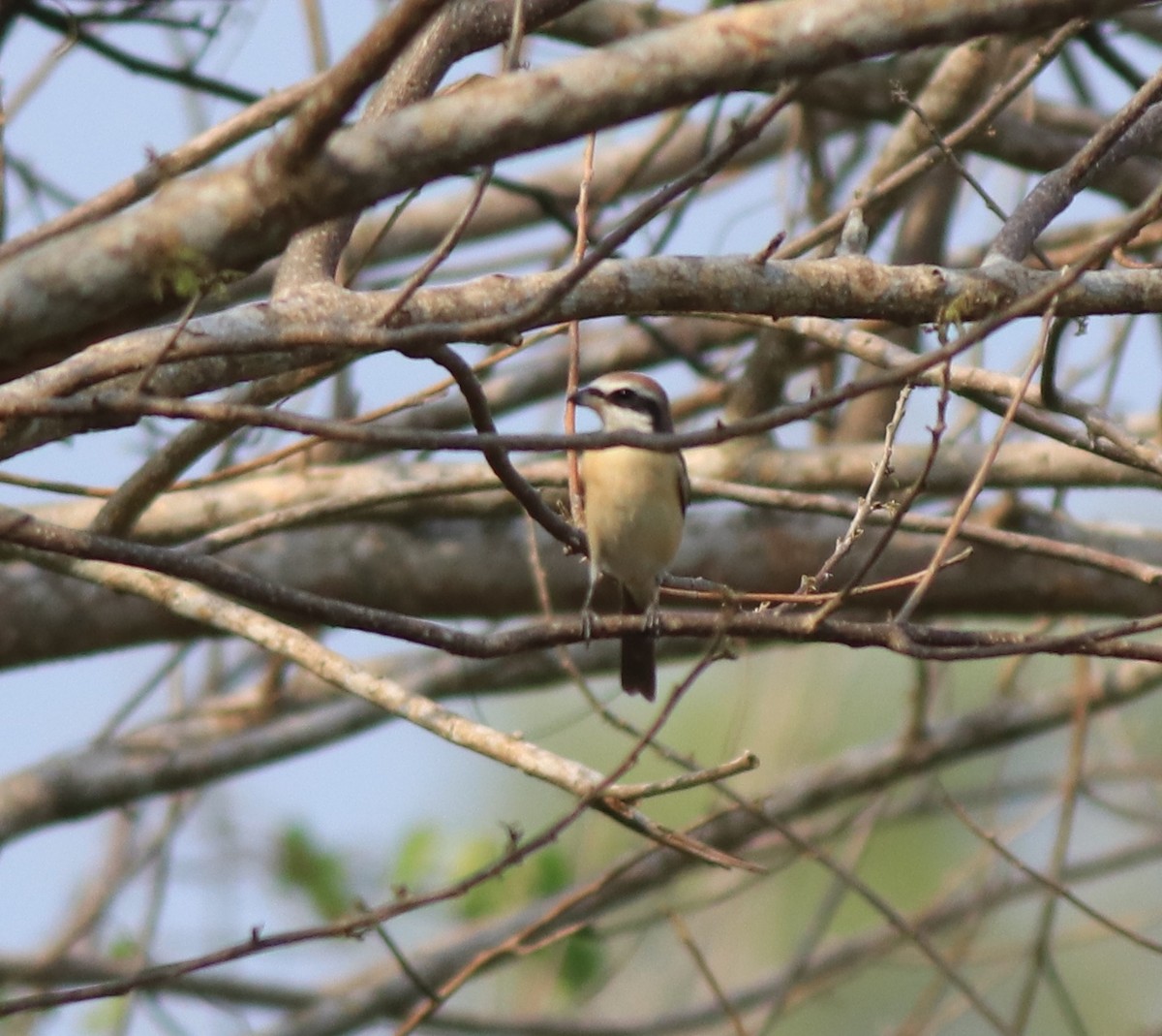 Brown Shrike - ML639401348