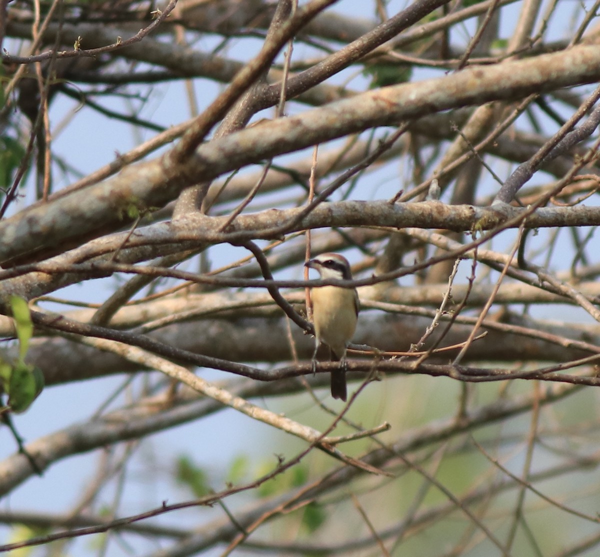 Brown Shrike - ML639401349