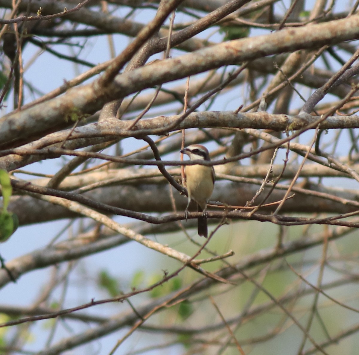 Brown Shrike - ML639401351