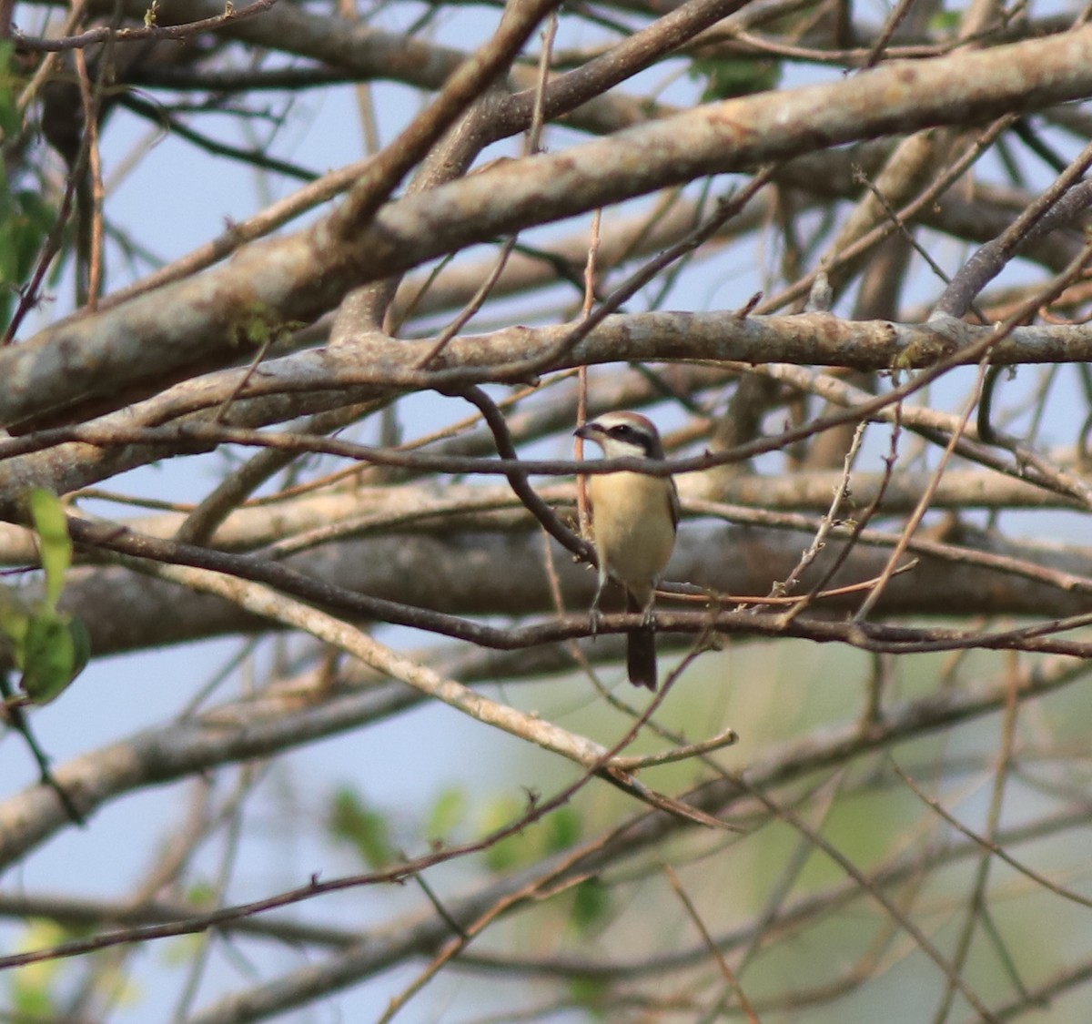 Brown Shrike - ML639401352