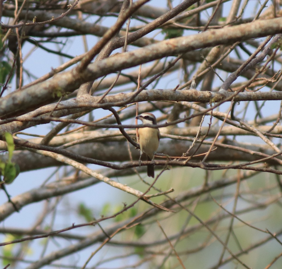 Brown Shrike - ML639401353
