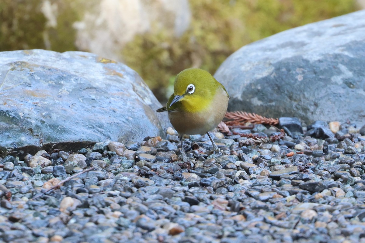 Warbling White-eye - ML639401367
