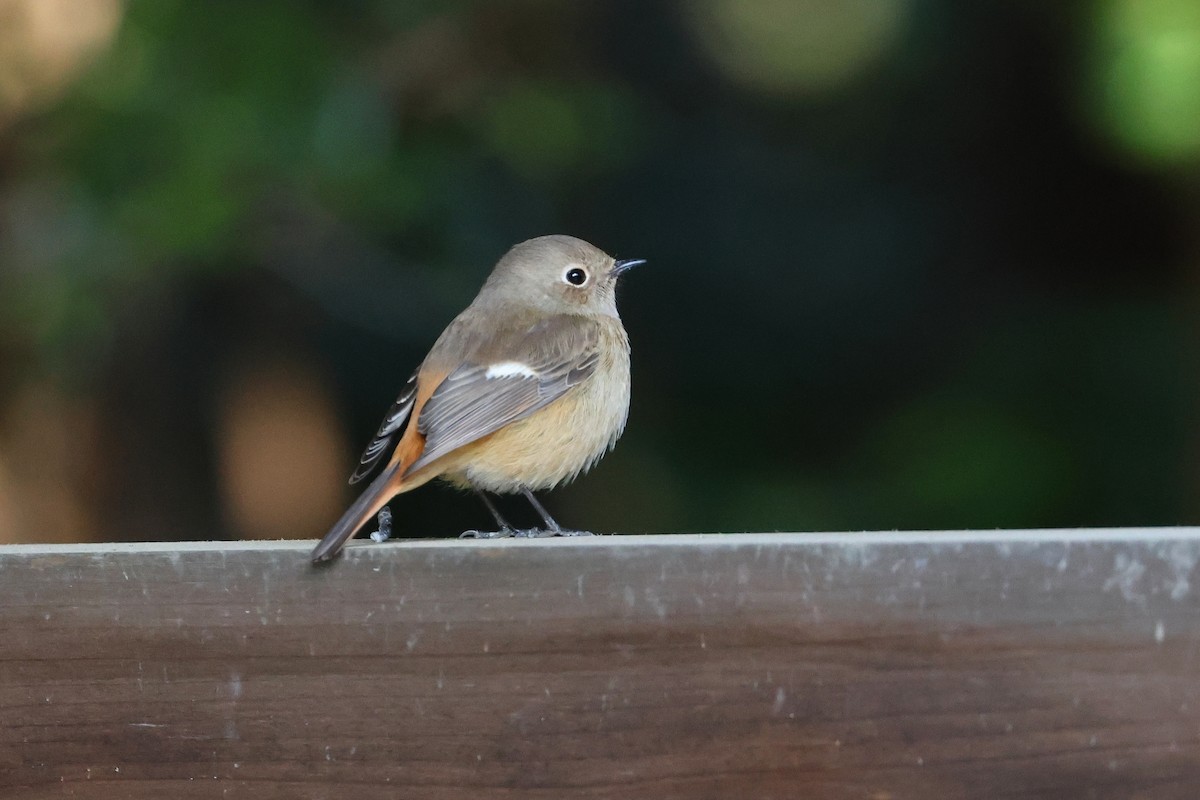 Daurian Redstart - ML639401370