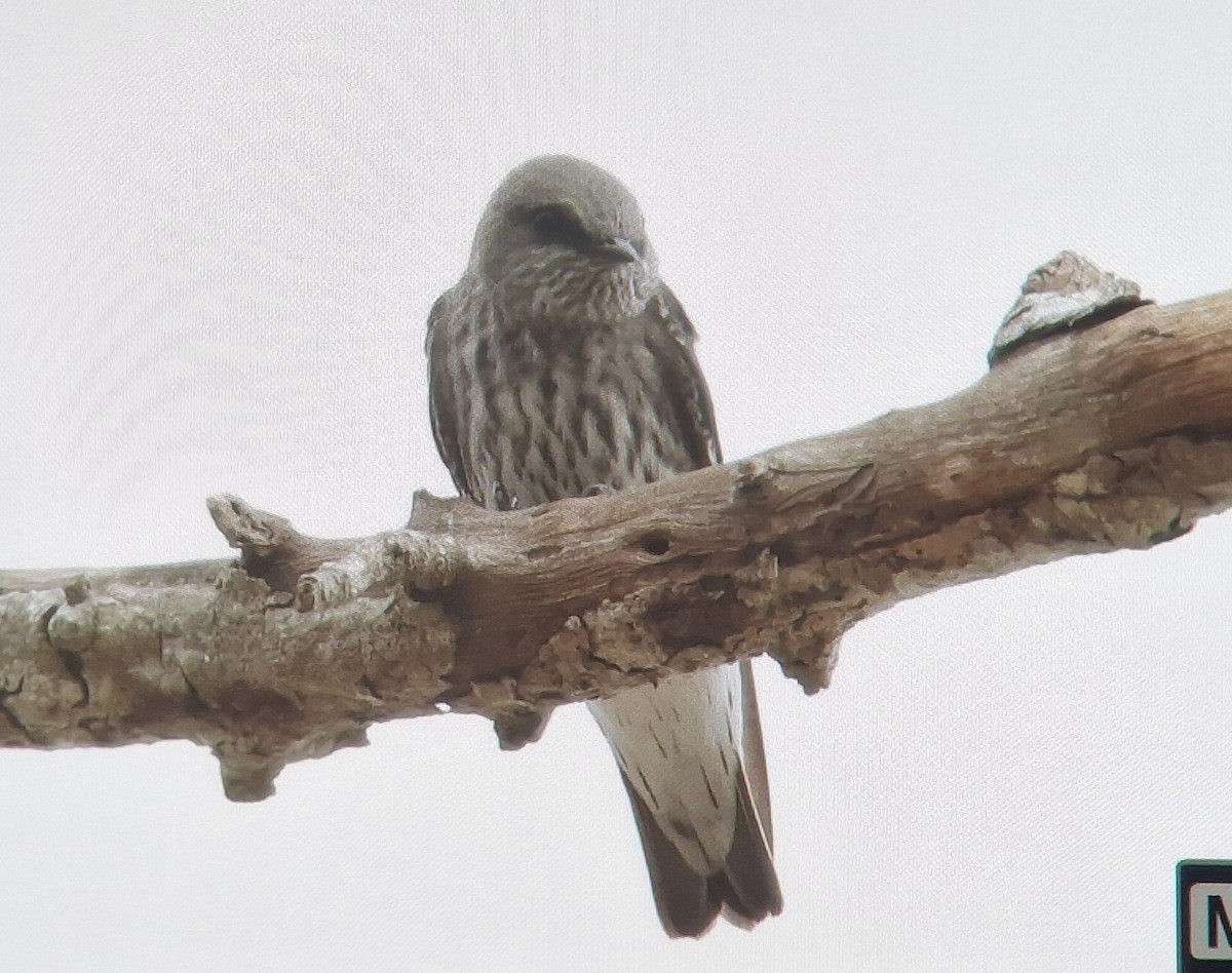 Mascarene Martin - ML639401380