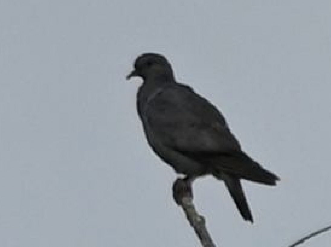 holub doupňák - ML639401422