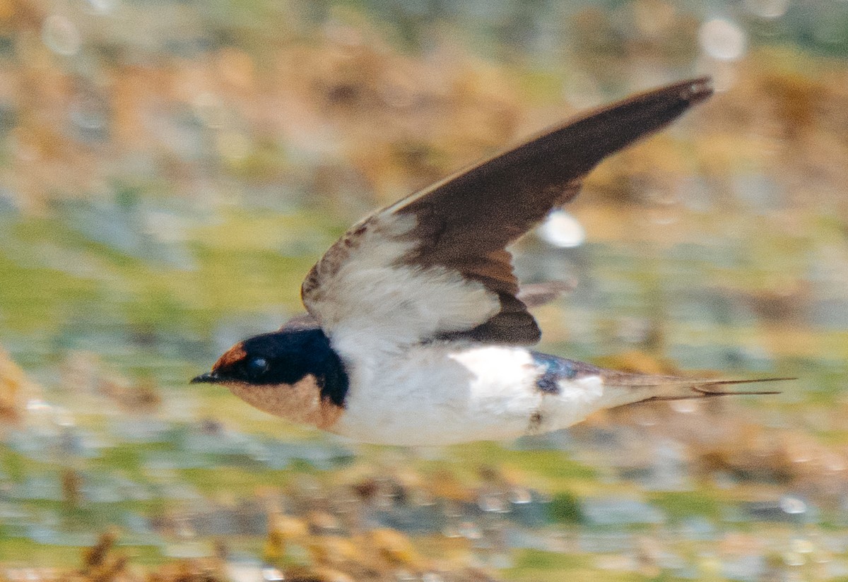 Ethiopian Swallow - ML639401471