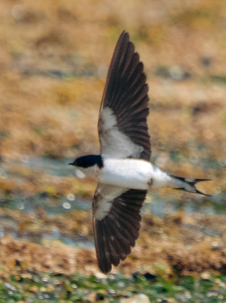 Ethiopian Swallow - ML639401497