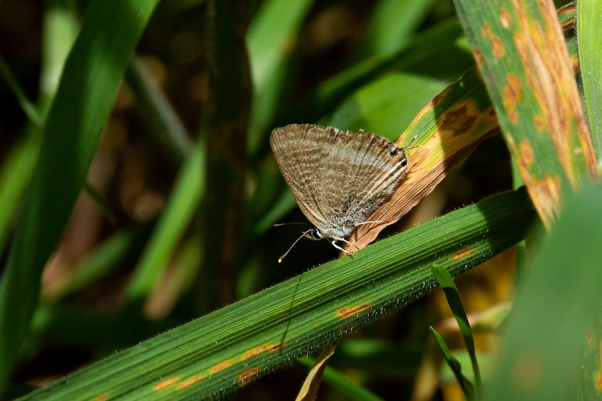 Insects - ML639401529