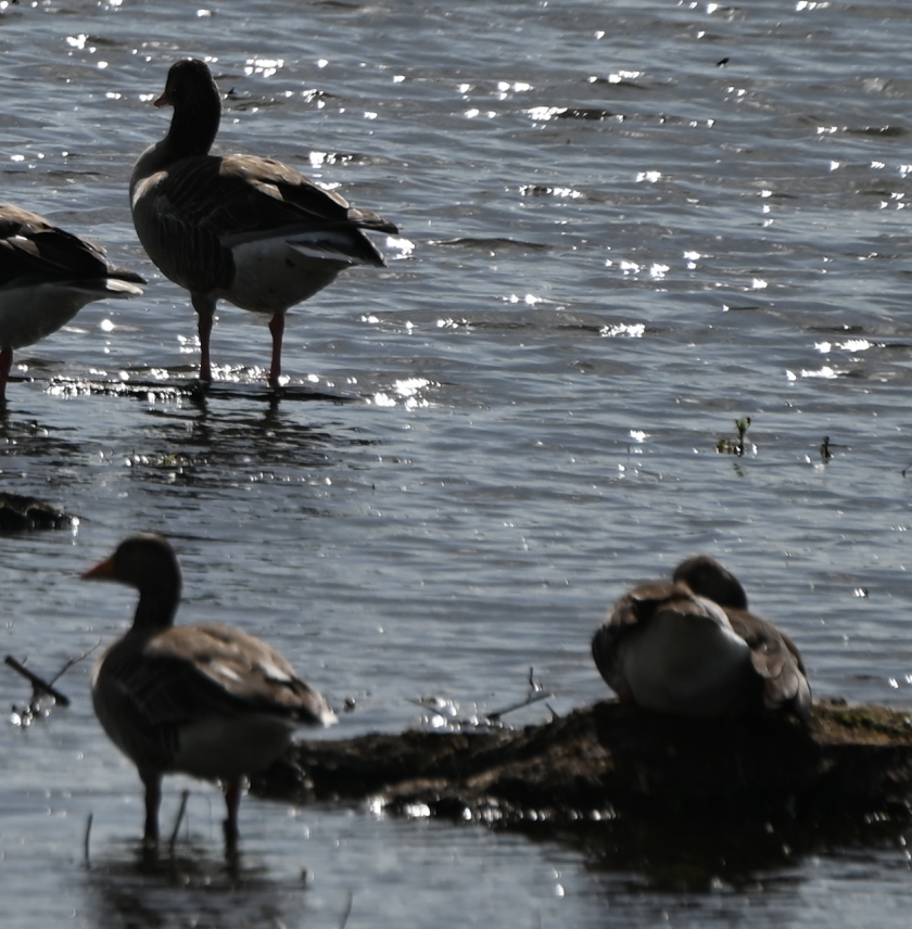 husa velká - ML639401543