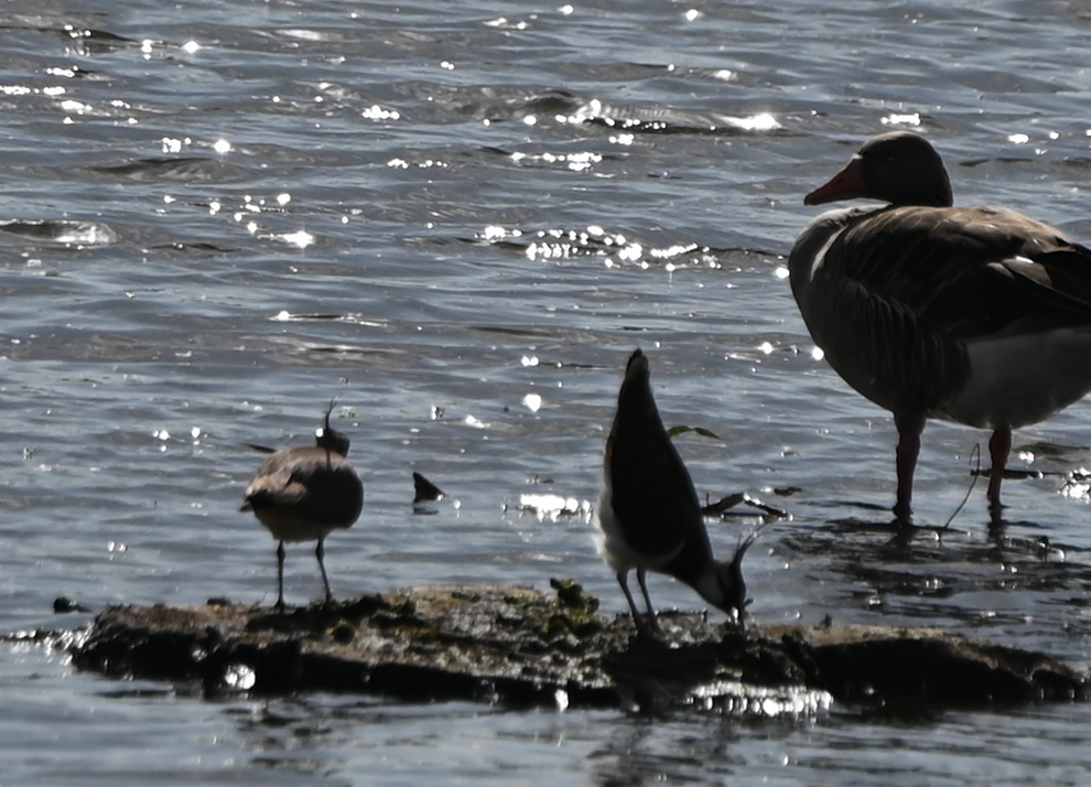 čejka chocholatá - ML639401551